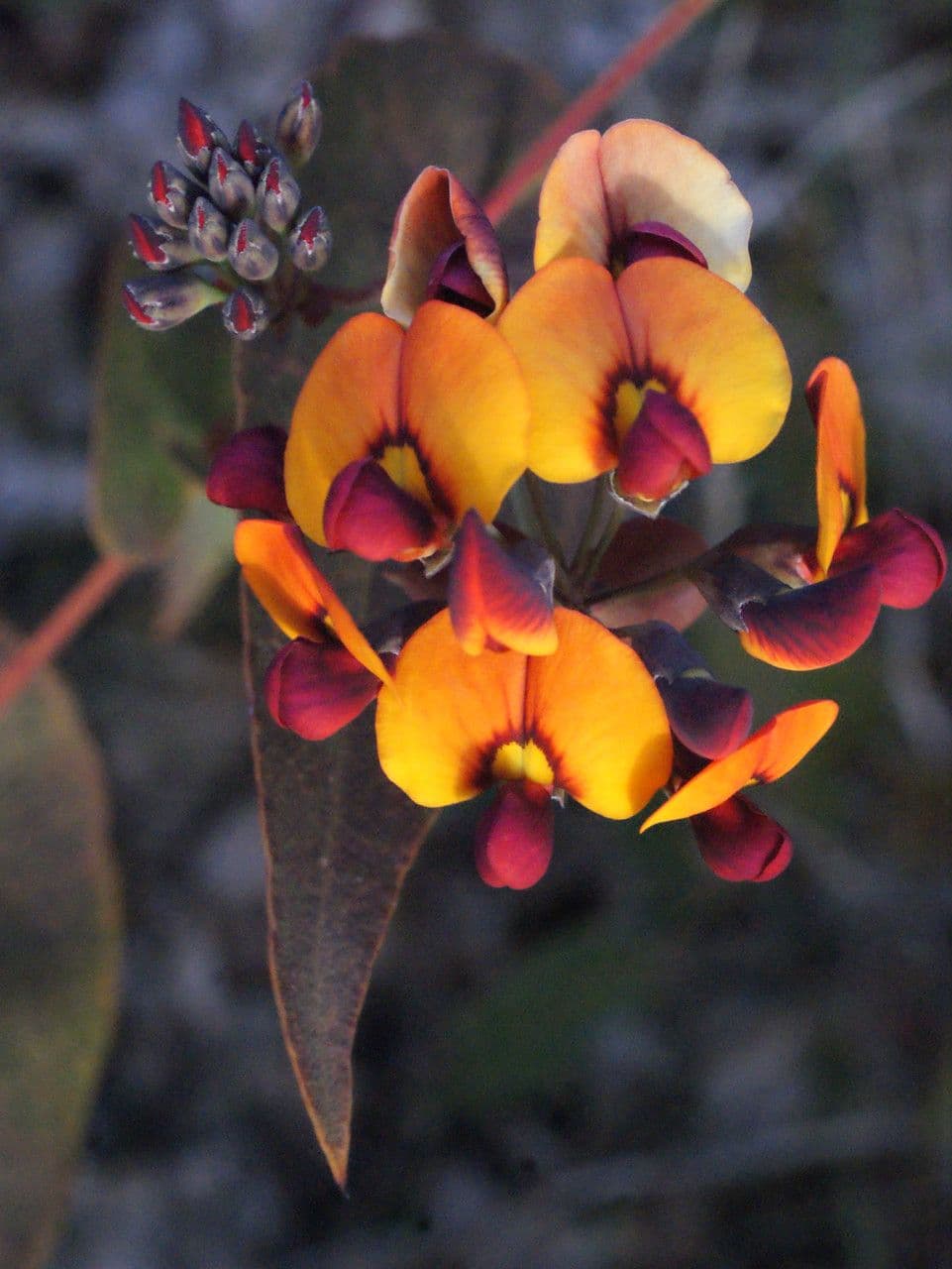 Daviesia cordata 6