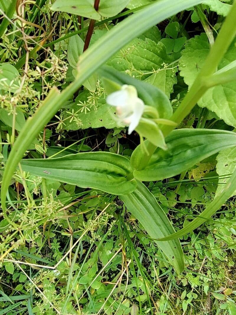 Habenaria 15