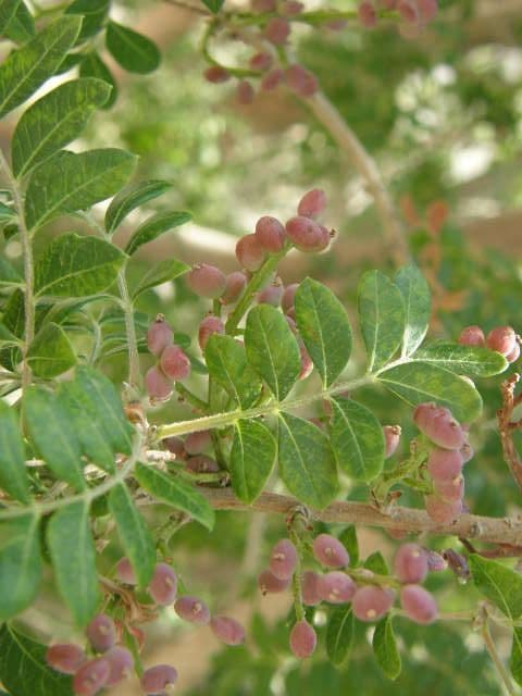 Pistacchio messicano