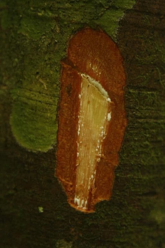 Micropholis 12