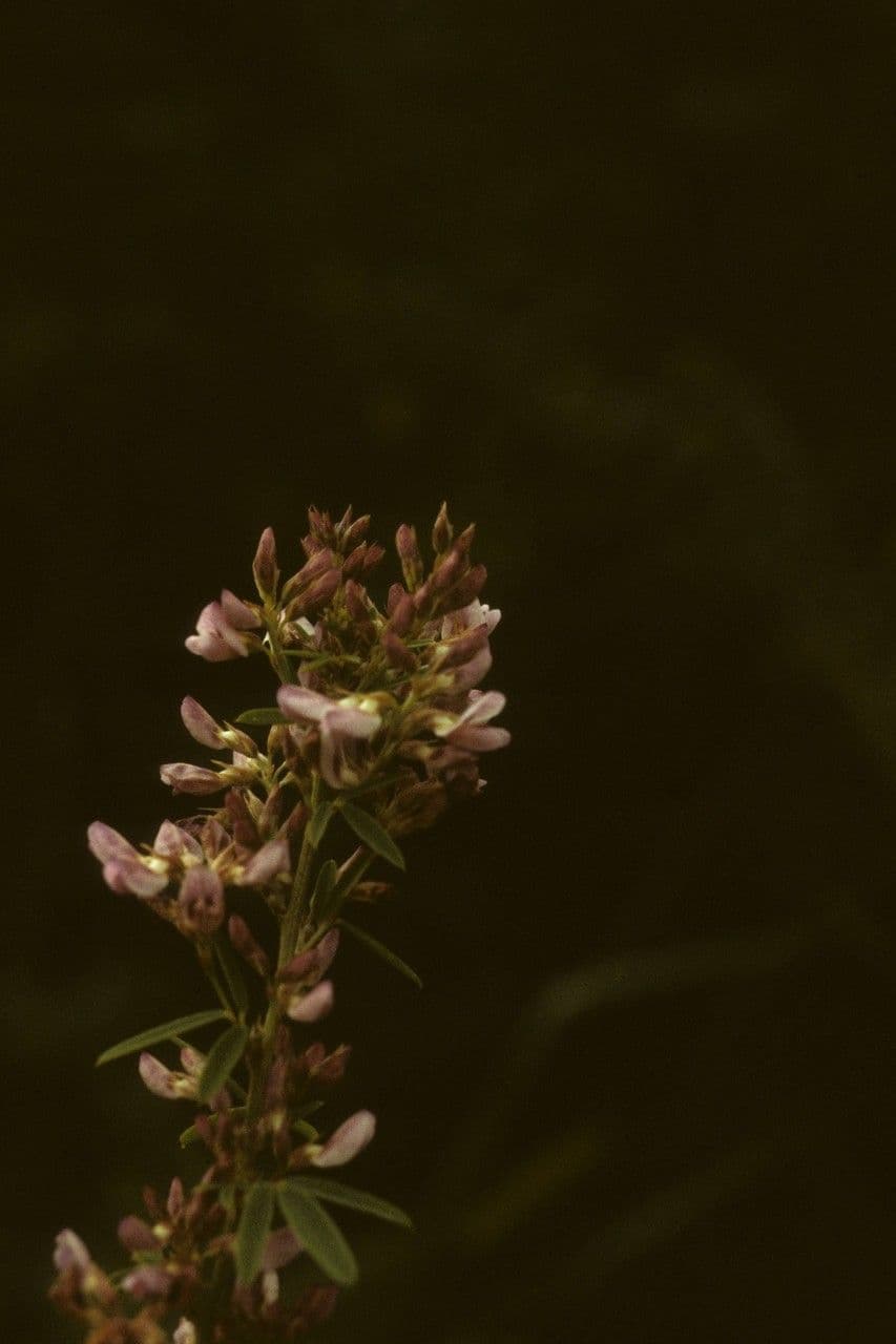 Lespedeza