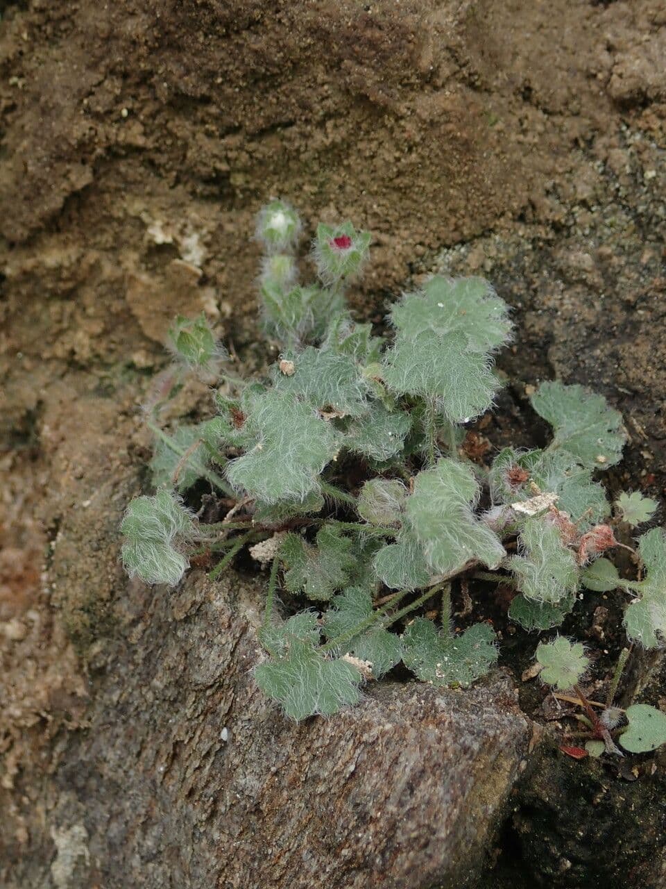 Androsace rotundifolia 7