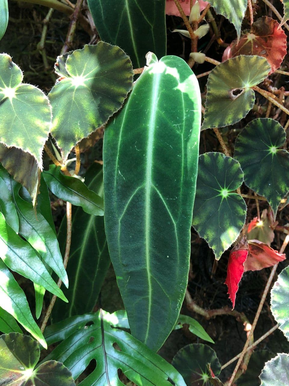 Anturio 9