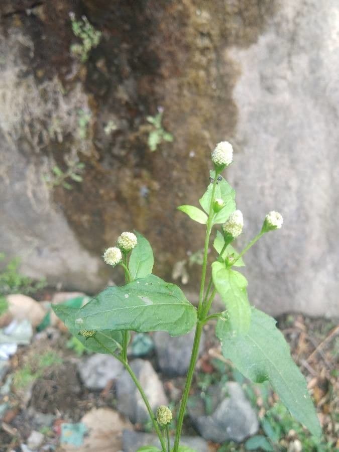 Acmella paniculata 2