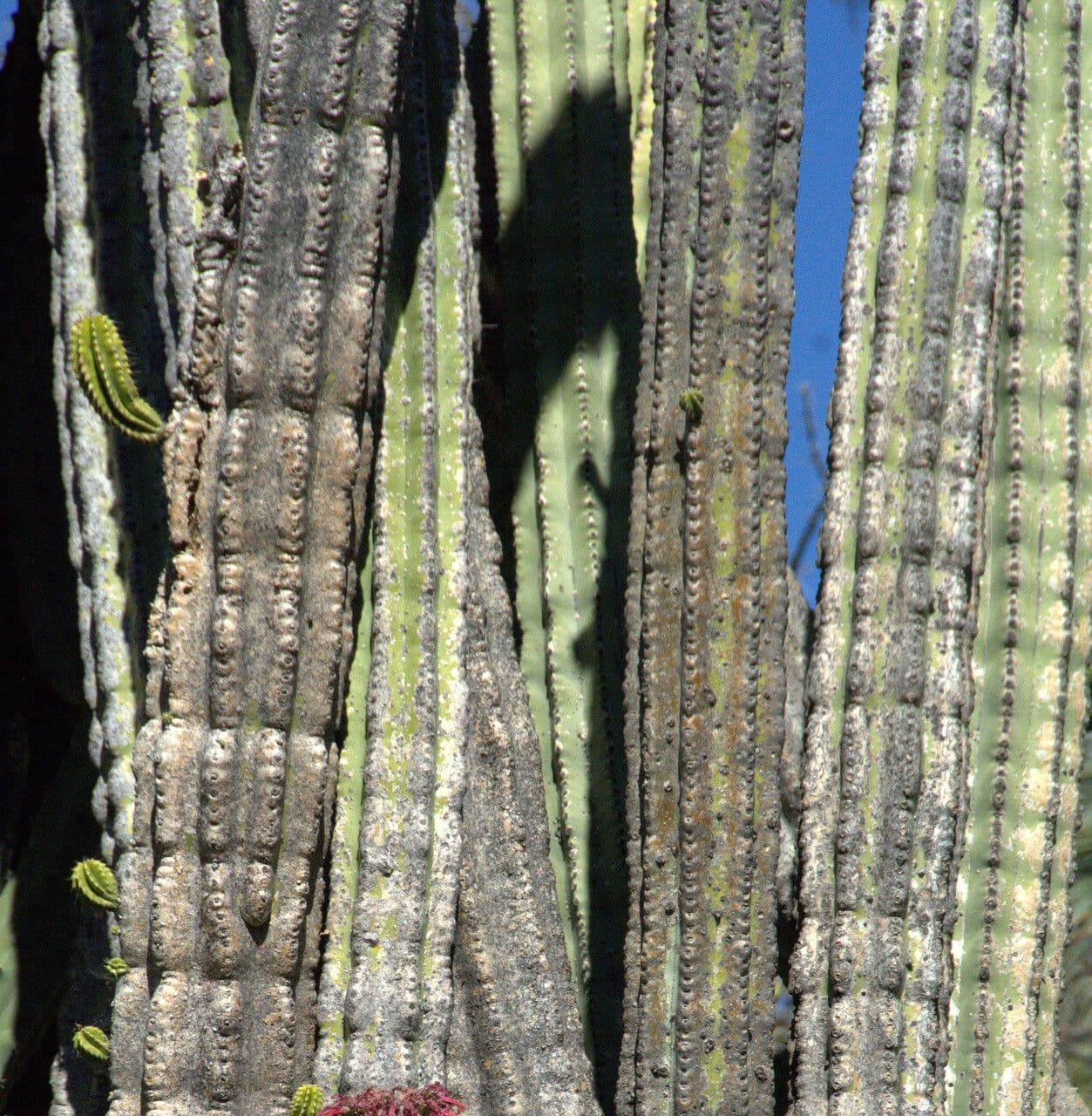 Cactus organo 22