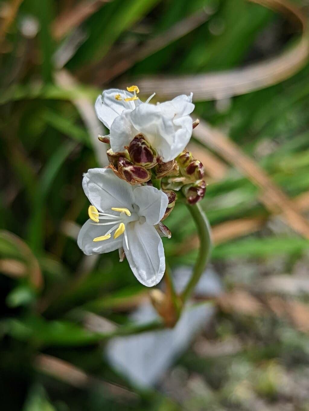 Libertia 2