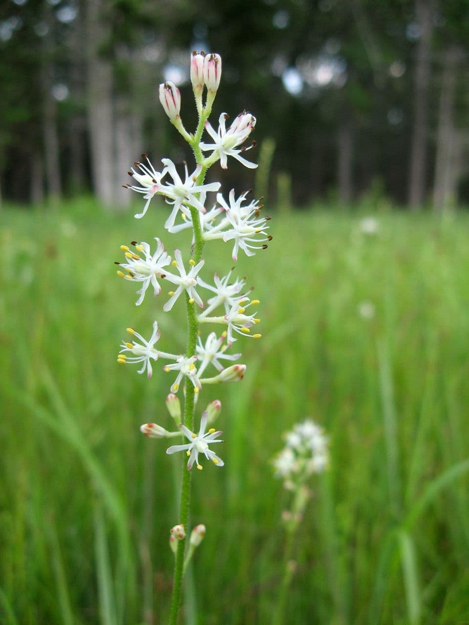 Triantha