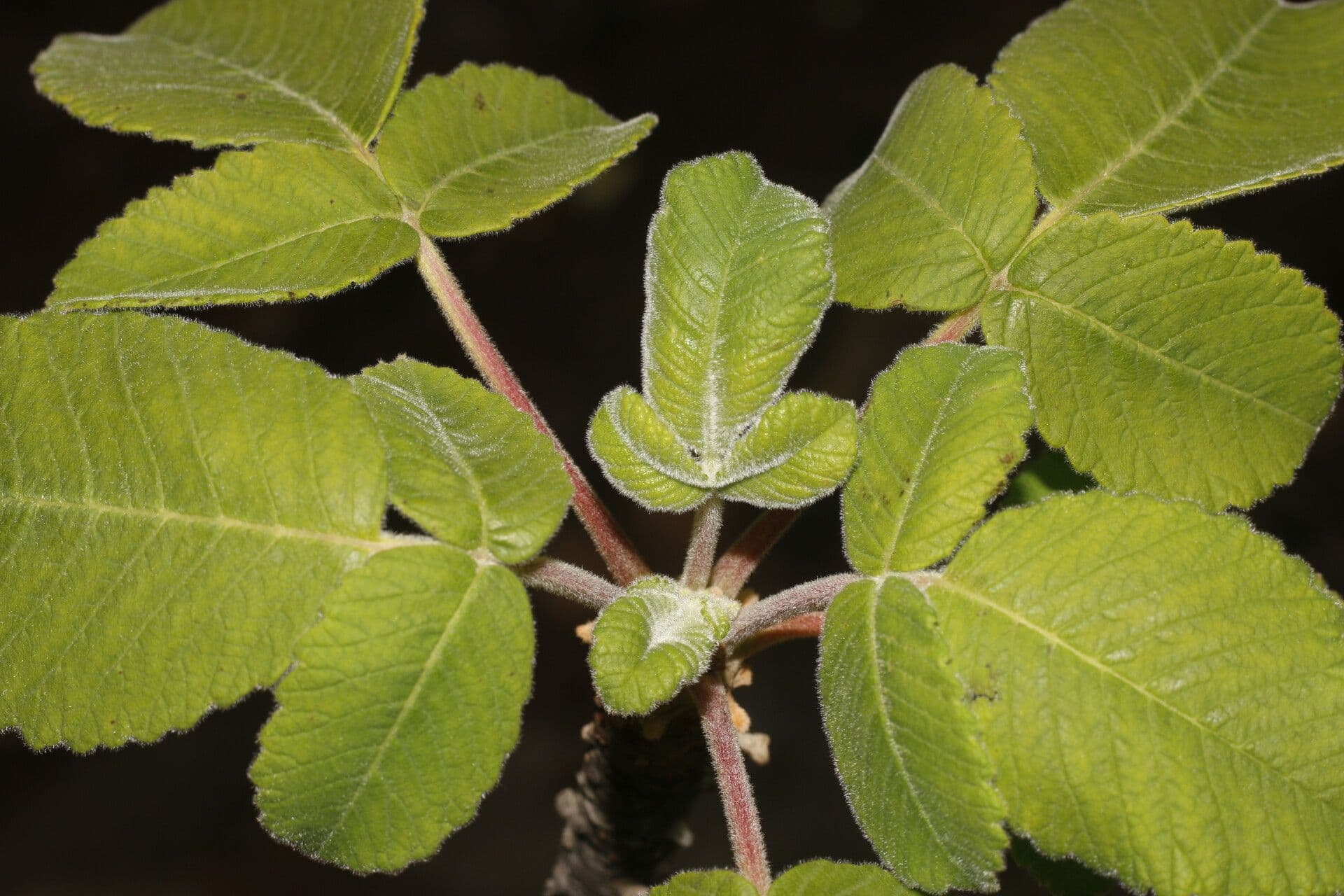Amphipterygium 5