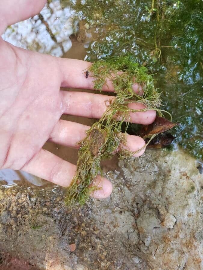 Utricularia común 14