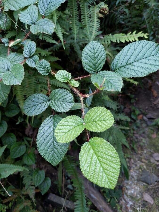 Lampone ellittico 14