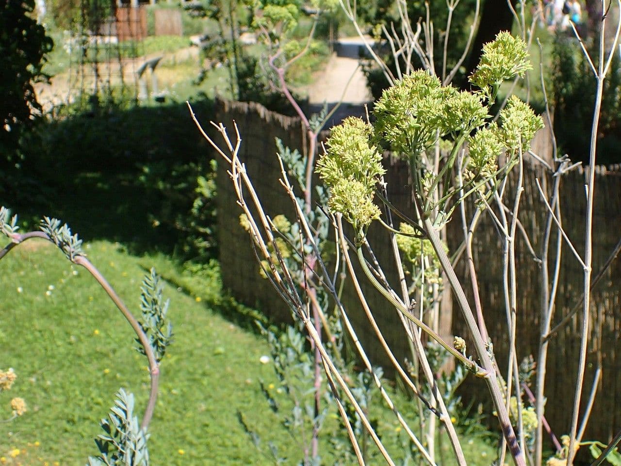 Rutagrave 8