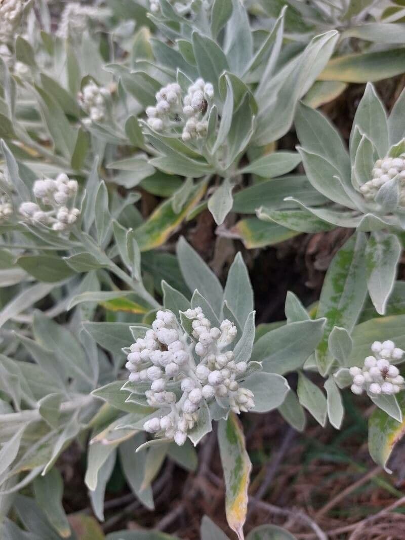 Elicriso 2