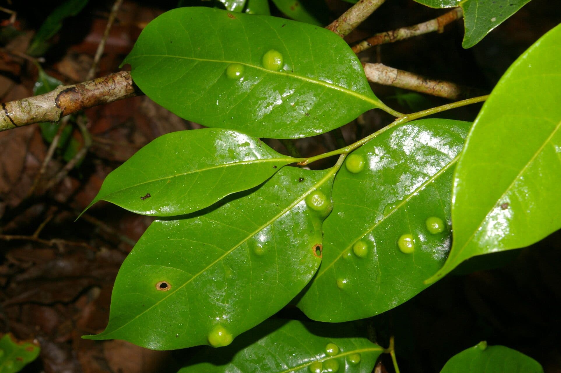 Sarcaulus 4