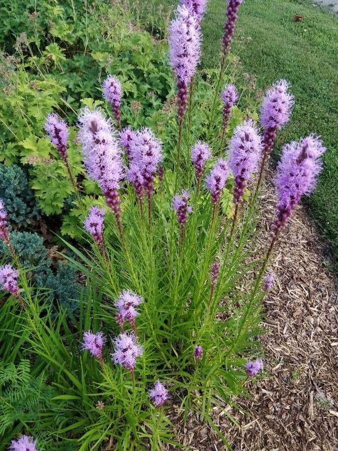 Liatris punctata 5
