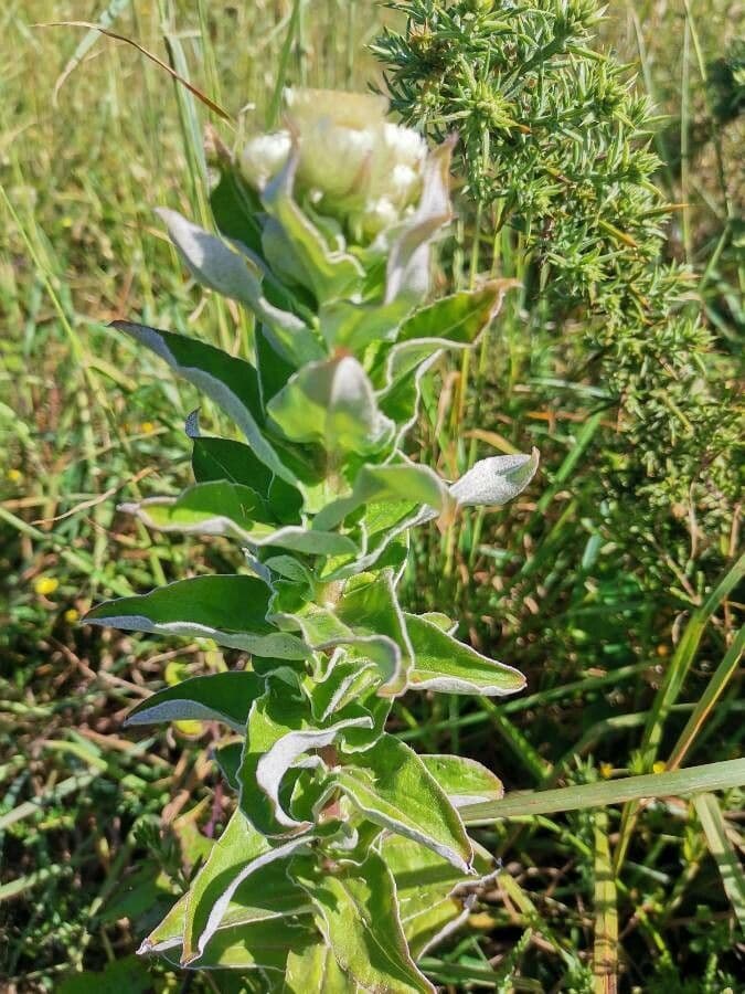 Stinkende Strohblume 8