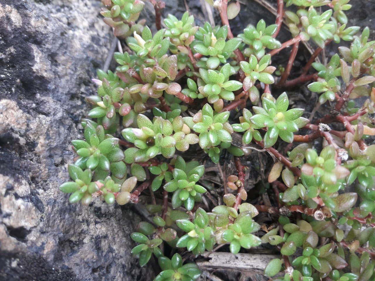 Portulaca 4