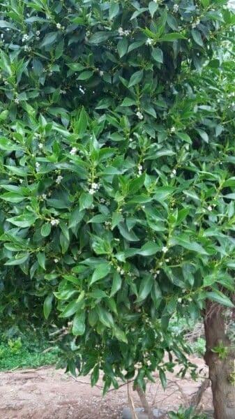 Schlankblättriges Myoporum 13
