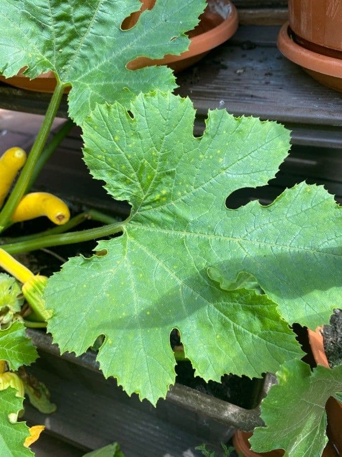 Zucca moscata 10
