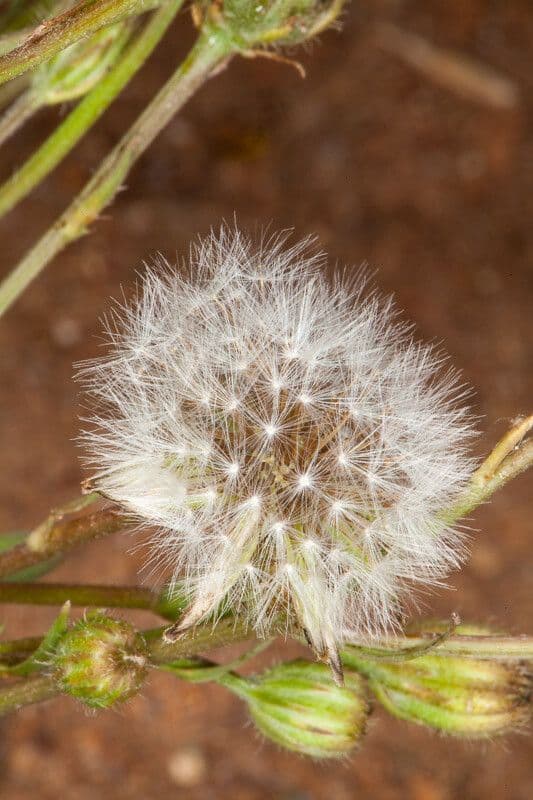 Crepis