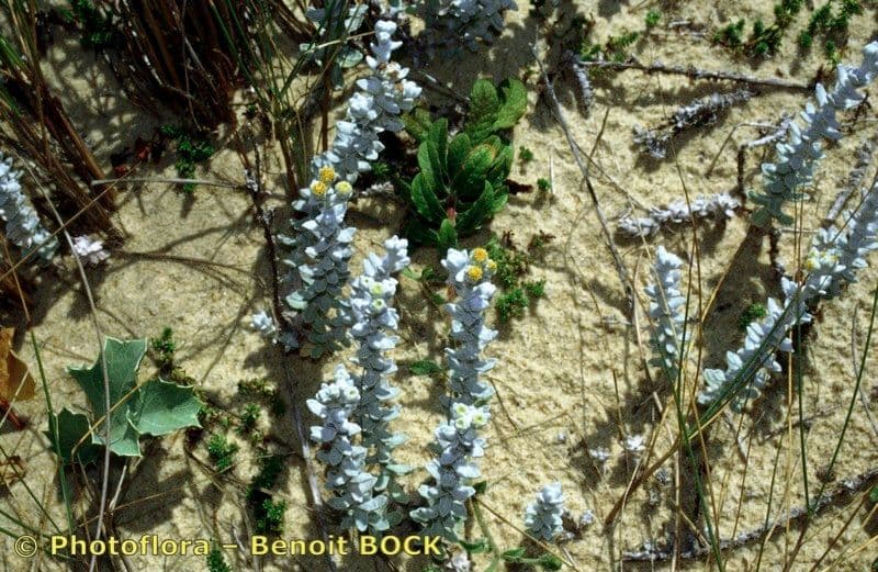 Achillea marittima 22