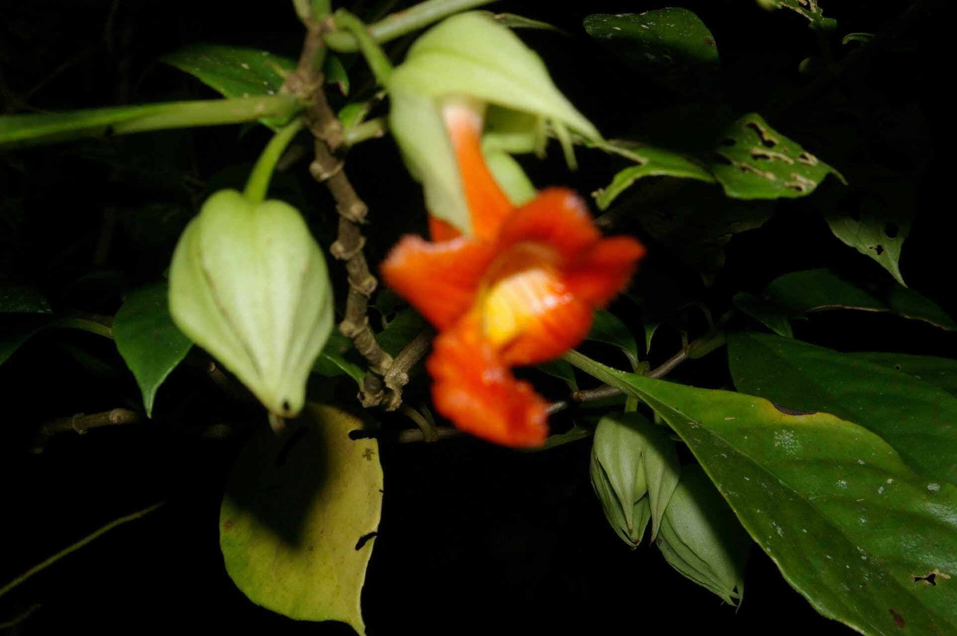 Drymonia 8