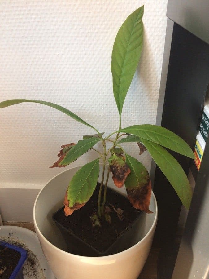 Avocado 17