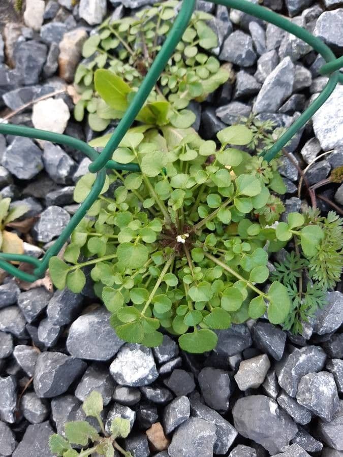 Cardamine parviflora 11