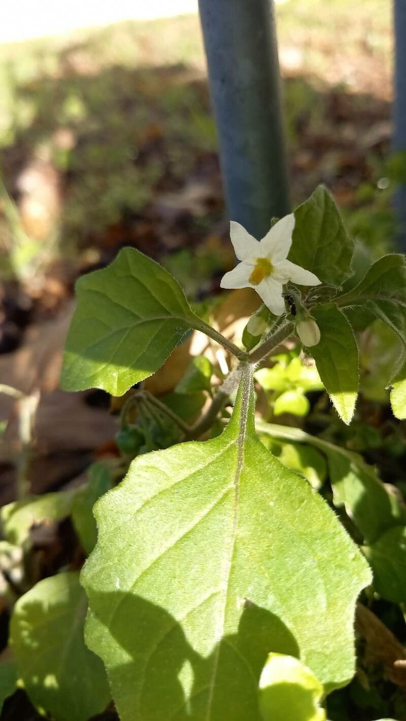 Solanum villosum 7