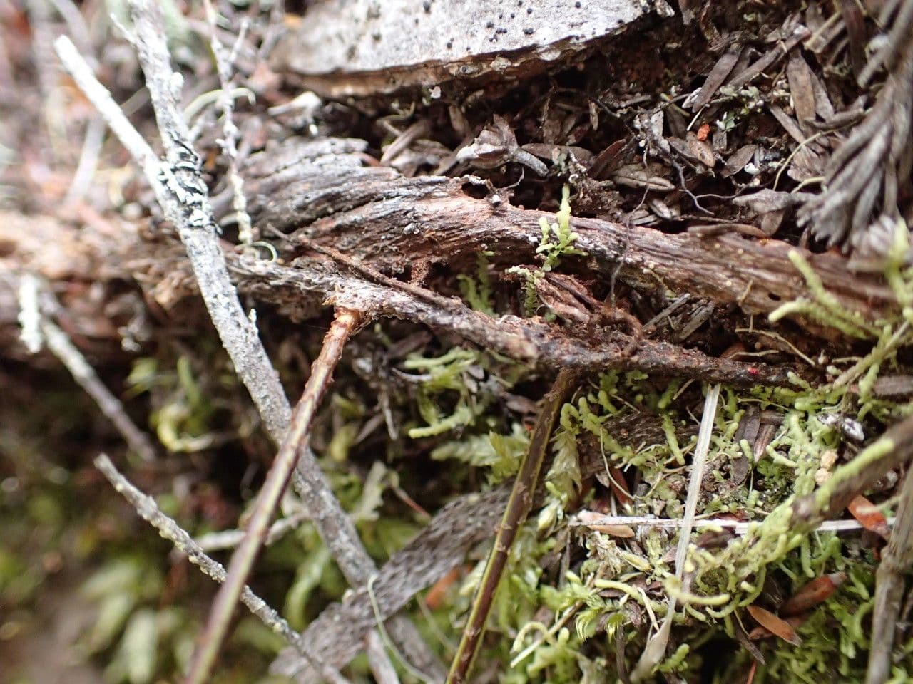 Pleopeltis macrocarpa 8