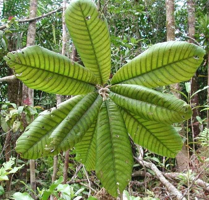 Pycnandra balansae 15