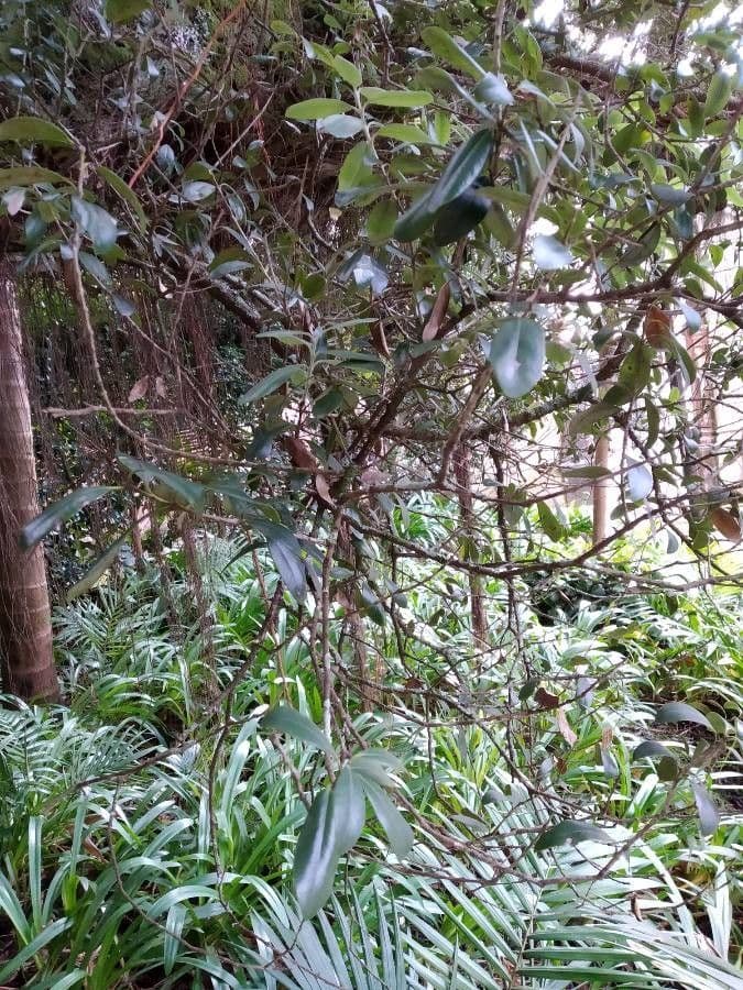 Metrosideros robusta 11