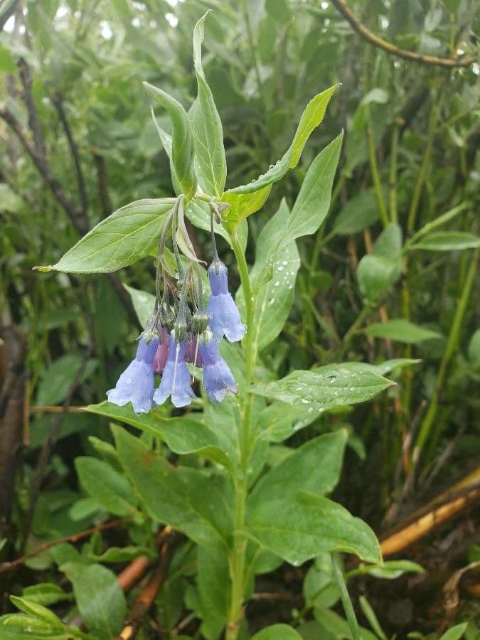 Mertensia ciliata 3