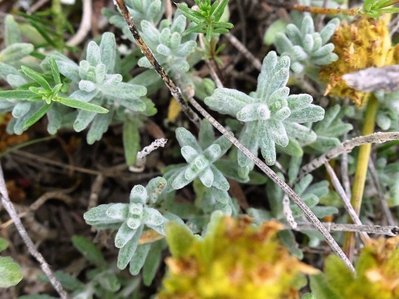 Teucrium 18