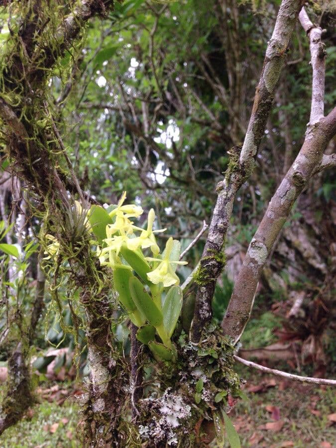 Epidendrum dáždnikový 5