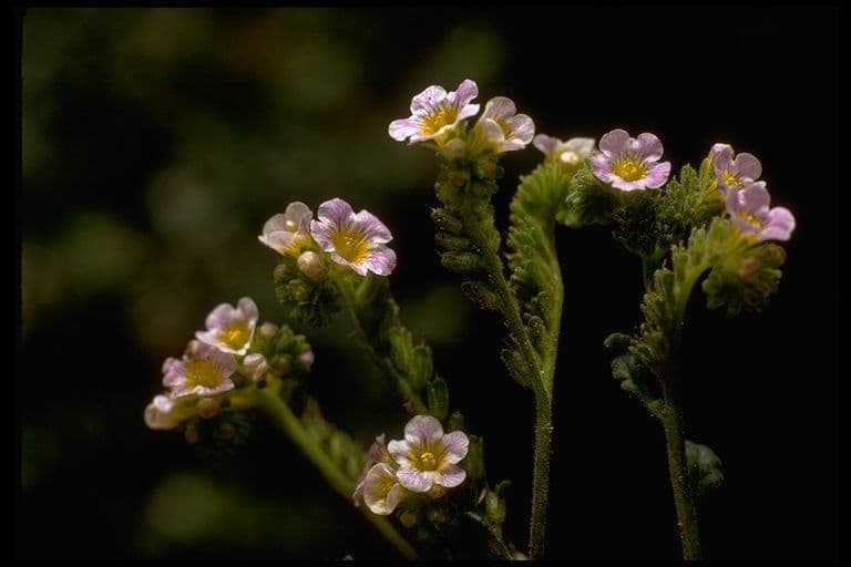 Fackelblume 4