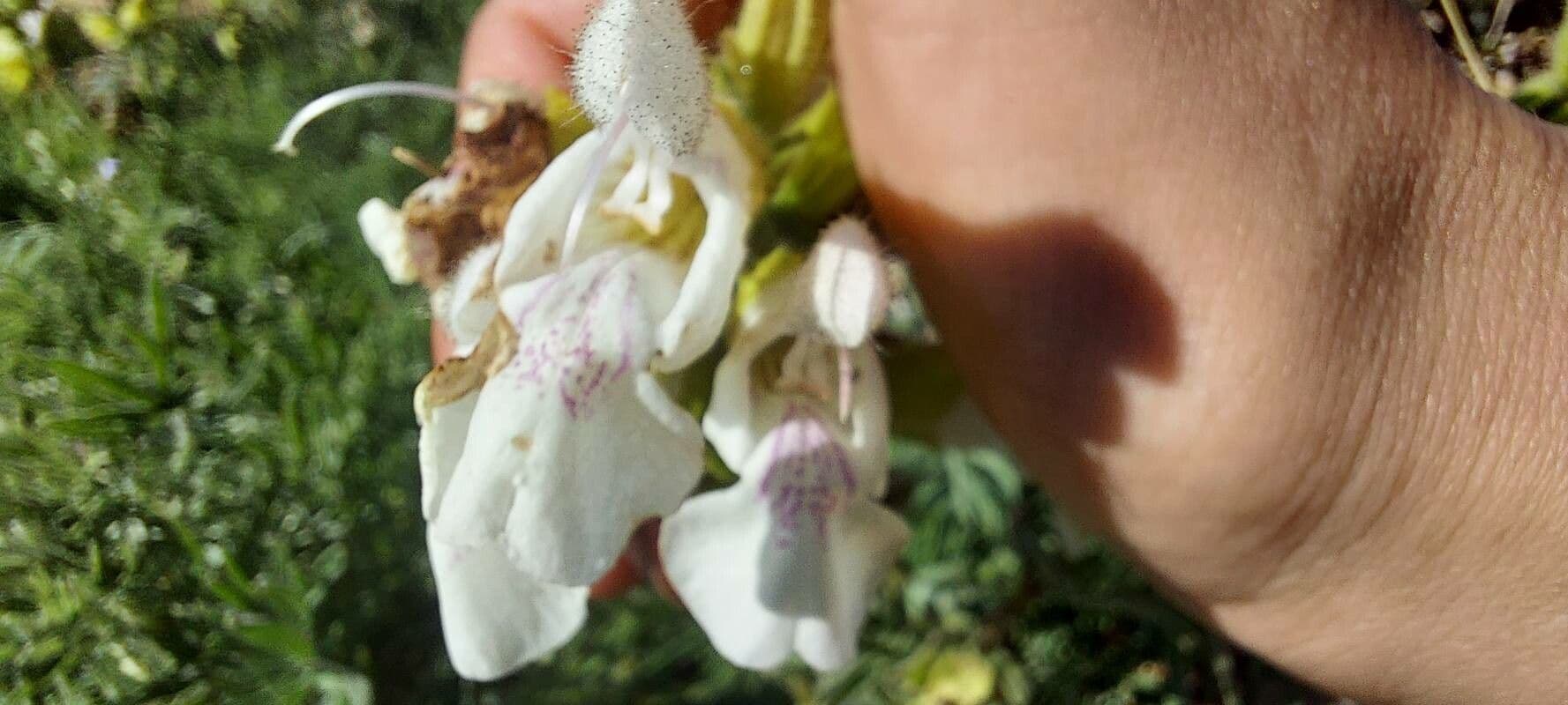 Salvia 3