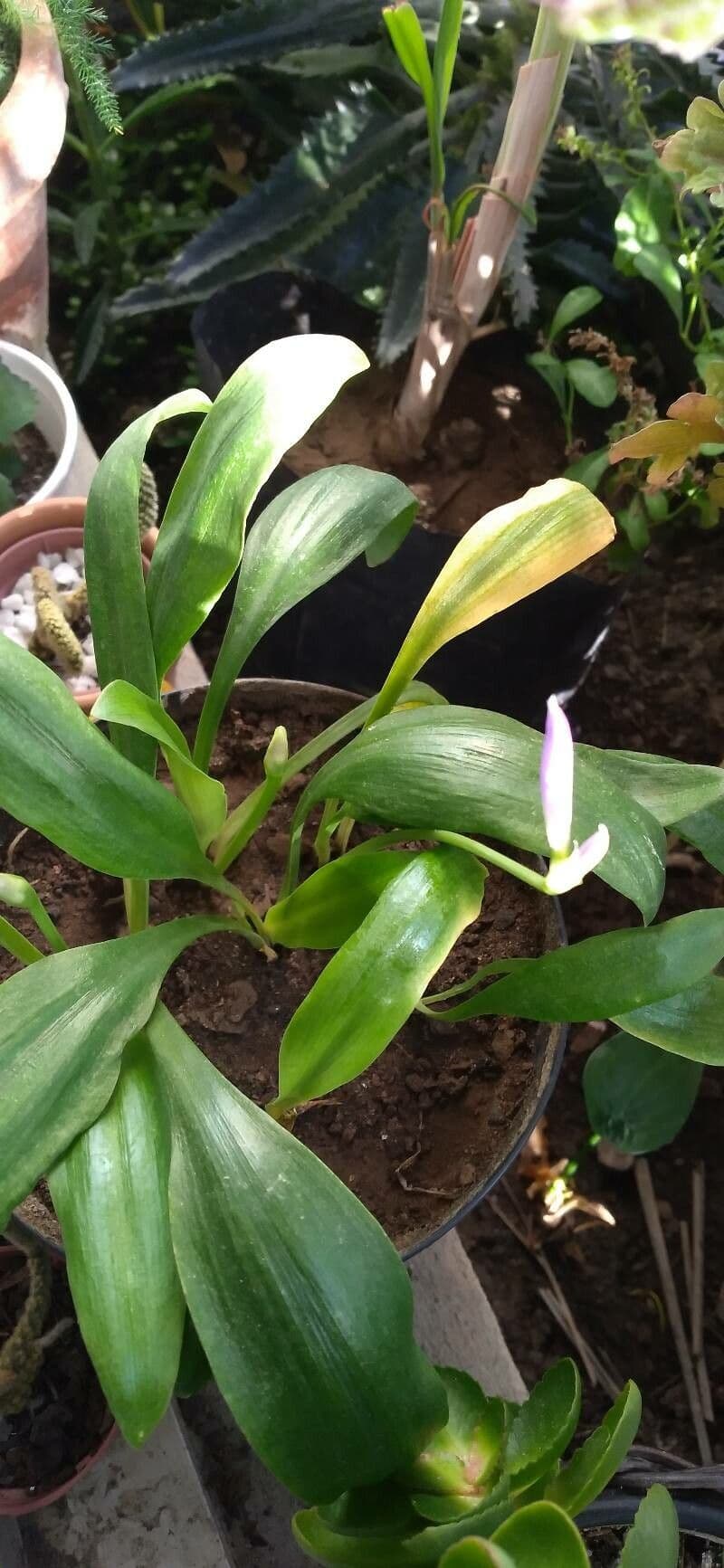 Griffinia 8