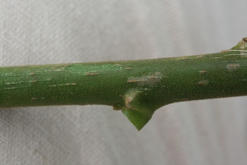 Omphalea 9