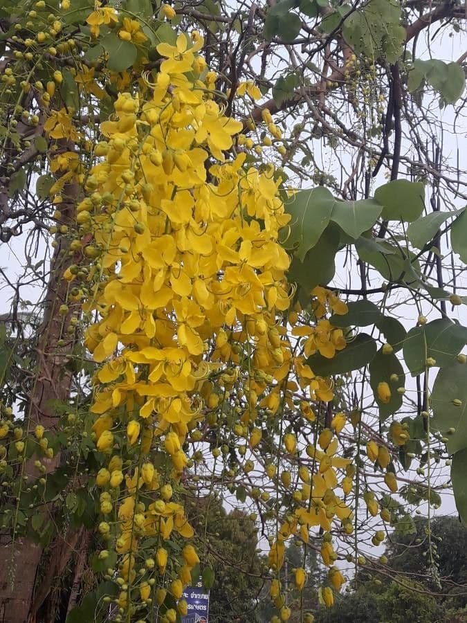 Cassia 9