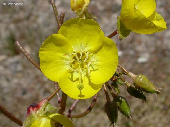 Chylismia krátkonohá