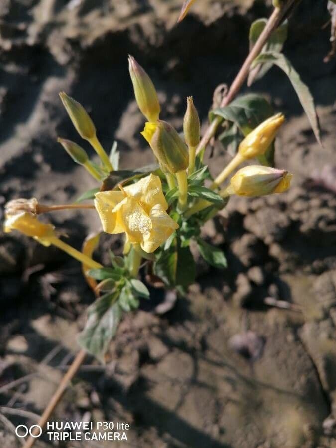 Onagra laciniata 6