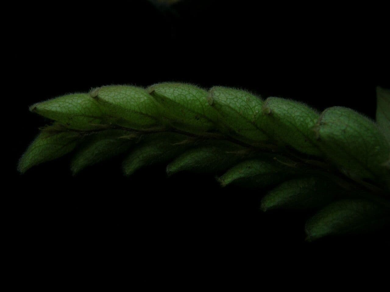 Flemingia strobilifera 6