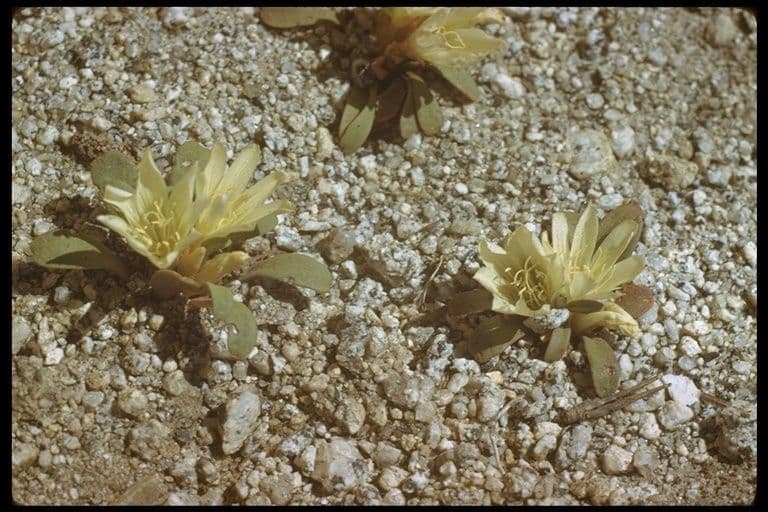Lewisia 10