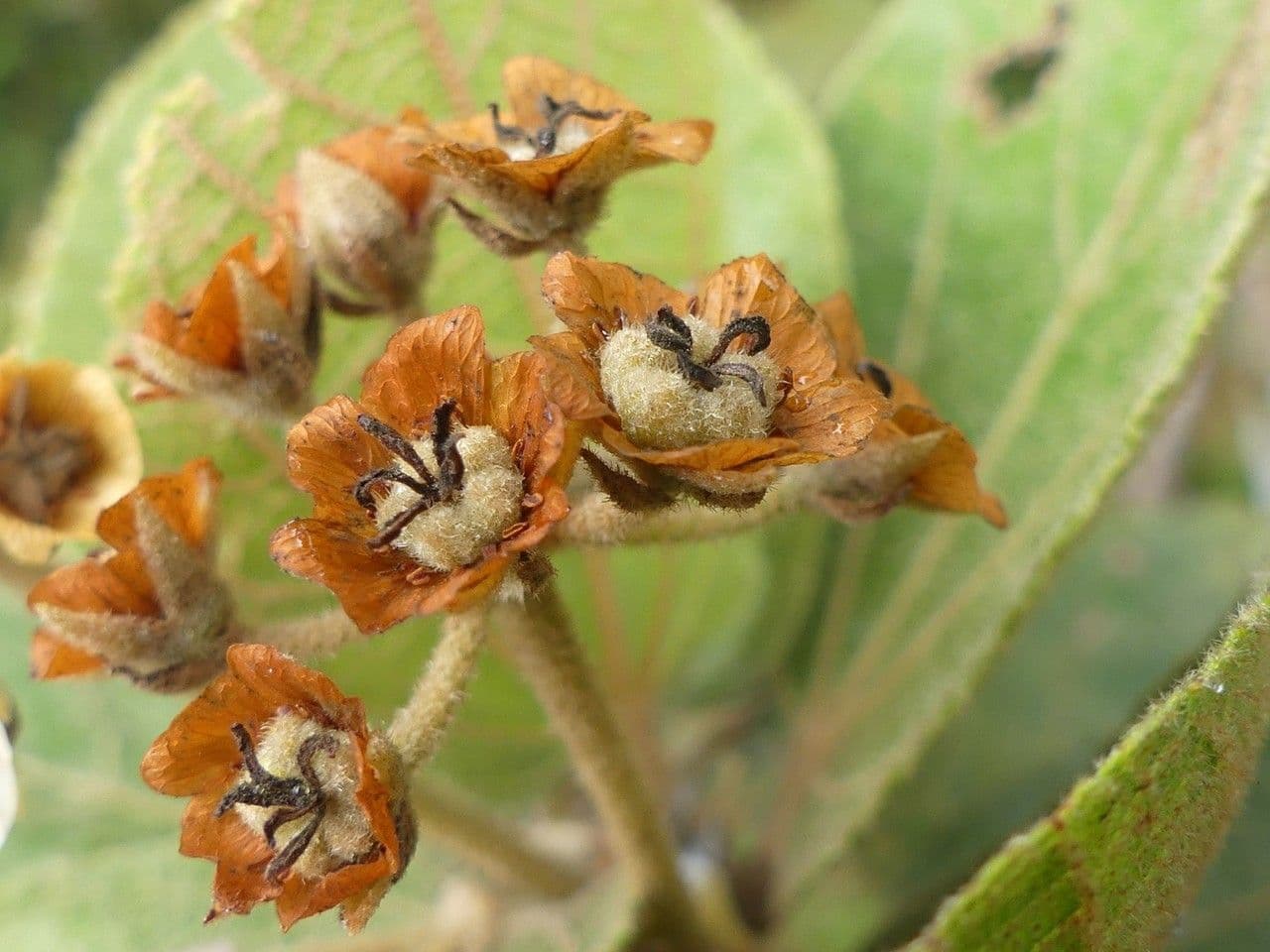 Feigenblättrige Dombeya