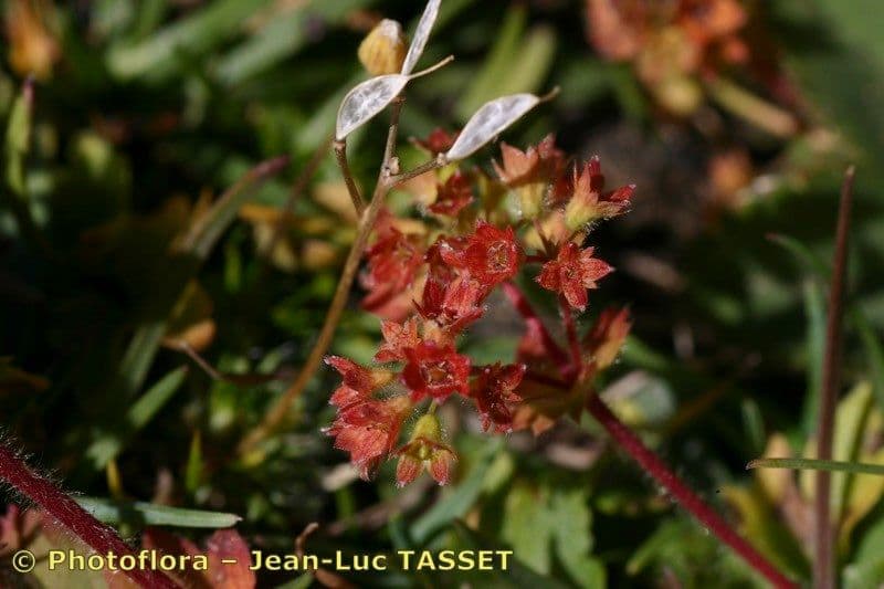 Alchemilla 2