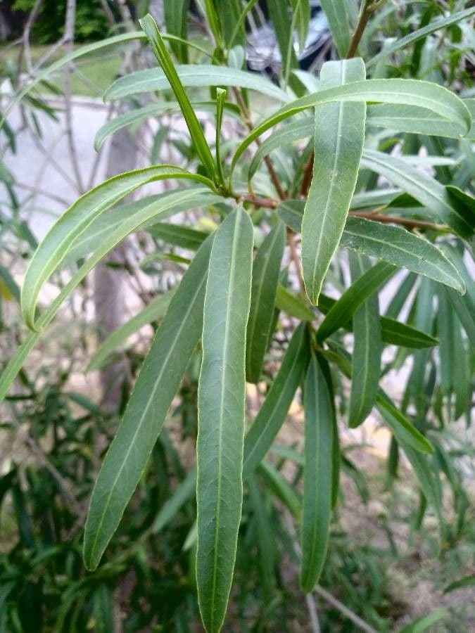 Sapium haematospermum 11