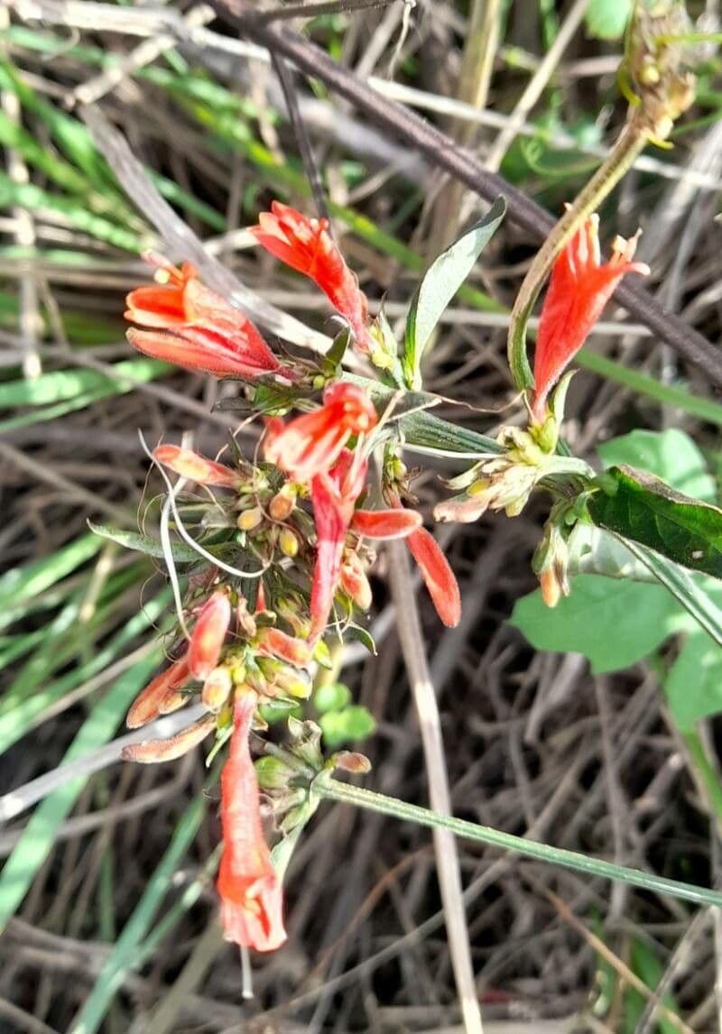Dicliptera 2