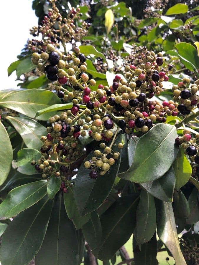 Ardisia révolutée