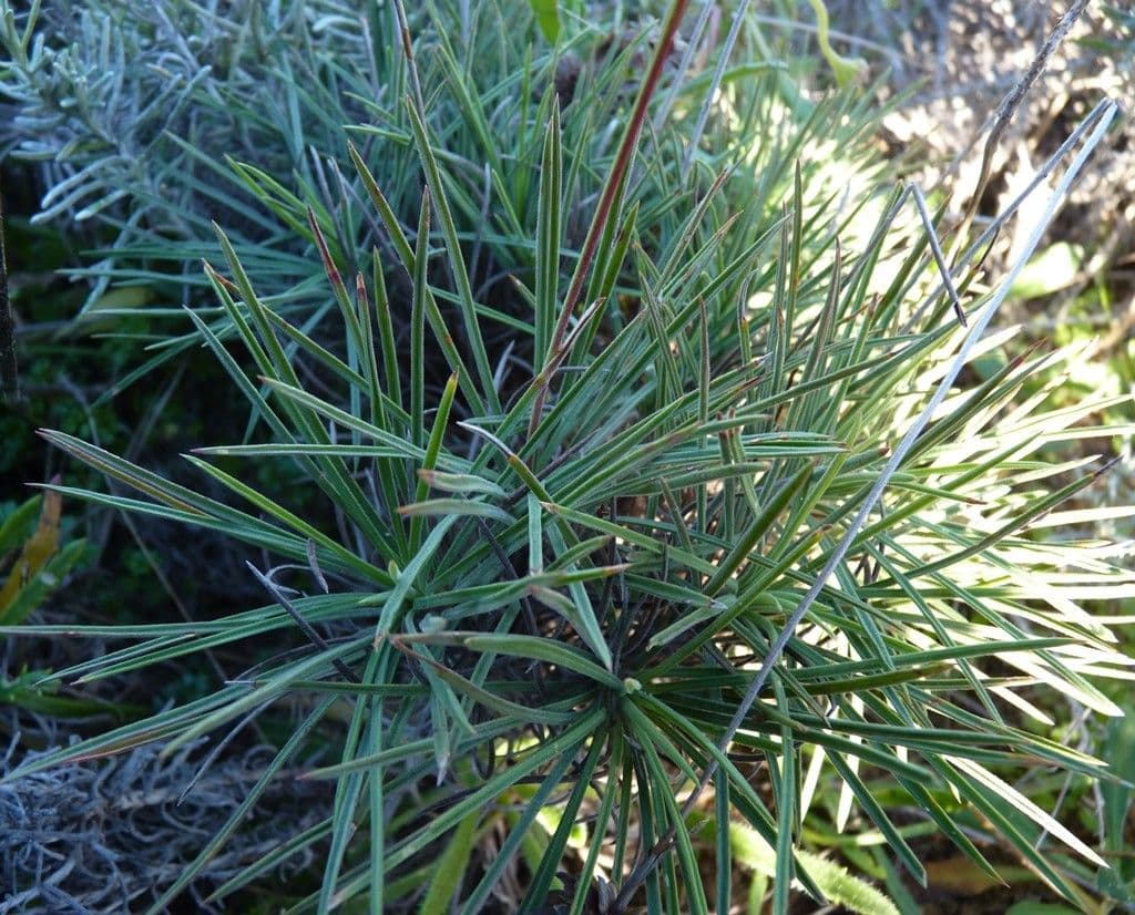 Trávnička 17
