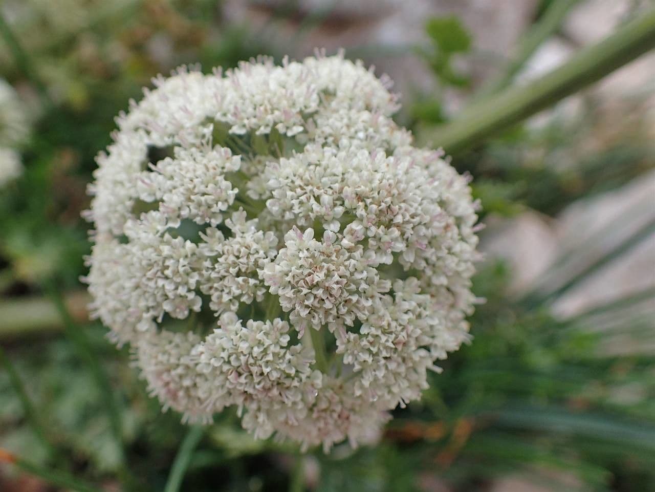 Libanótide 9